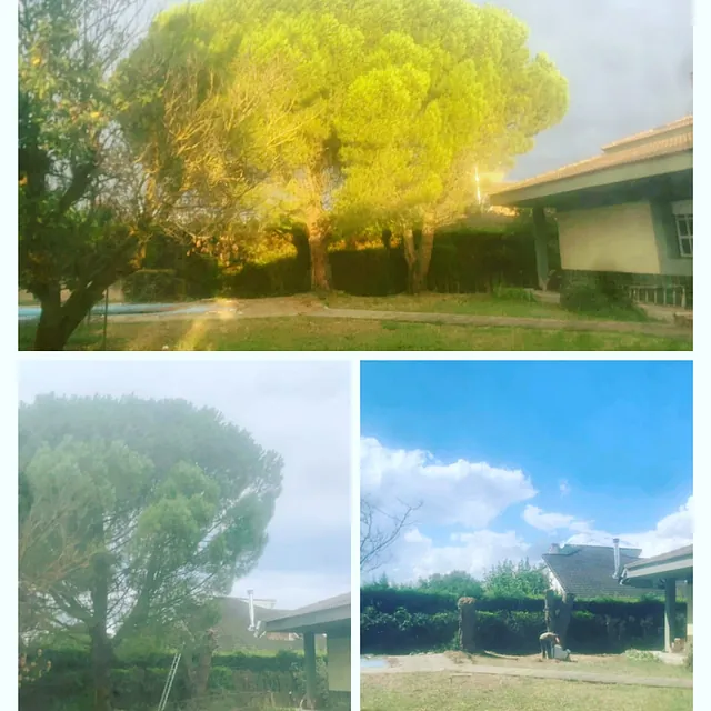 collage arboles
