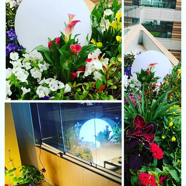 flores