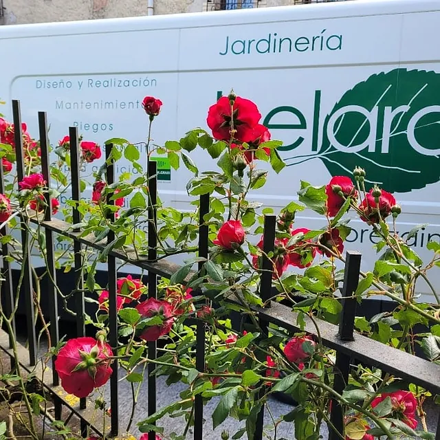 flores verja