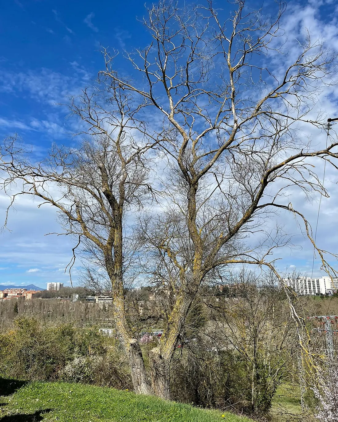 arbol para podar