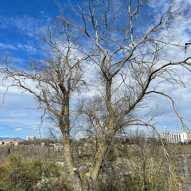arbol para podar